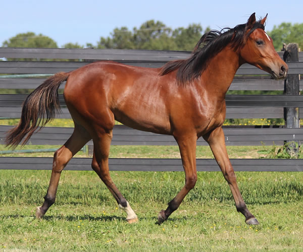 Royally Bred, 2014 filly (Thoroughbred x Royal Atheena) bred by Cre Run Farm